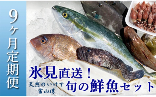 【配送地域限定】天然のいけす 富山湾 氷見漁港 旬の鮮魚