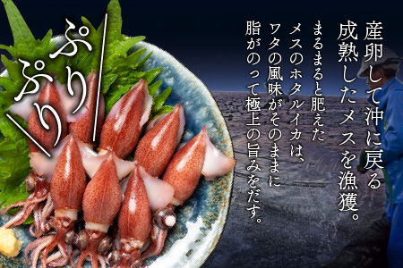急速冷凍ホタルイカ　新鮮なホタルイカをいつでも