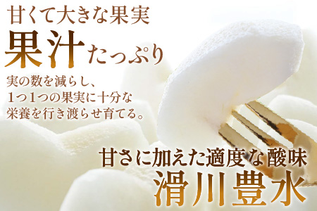 【先行予約】梨（豊水）※2025年9月上旬以降順次発送予定