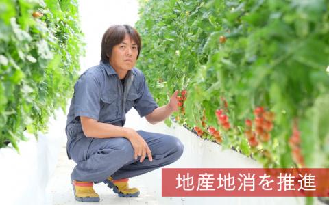 【期間限定】海洋深層水トマト【先行予約】/ ミニトマト ミディトマト 海洋 深層水 ミネラル 1.5kg 2kg 甘い 大容量 たっぷり