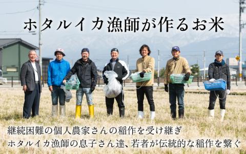 【新米】ほたるいか米（精米５kg）×6回 計30kg【6ヶ月定期便】