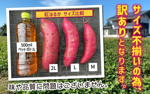 【先行】【訳あり】サツマイモ（紅はるか）サイズ不揃いの訳あり（M～2L）約6kg ※2026年1月以降順次発送予定