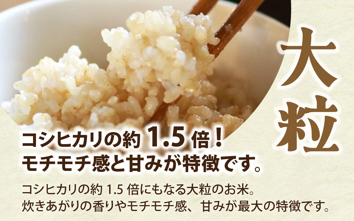 富山県滑川市産　弱アルカリ性米　「ピロール農法米　いのちの壱」玄米5kg【2025年10月中旬より順次発送】 / 産地直送 袋 ブランド米 お米 米 ご飯 ごはん 富山 滑川市 アグリめぐみ 頒布会 農家直送 おこめ