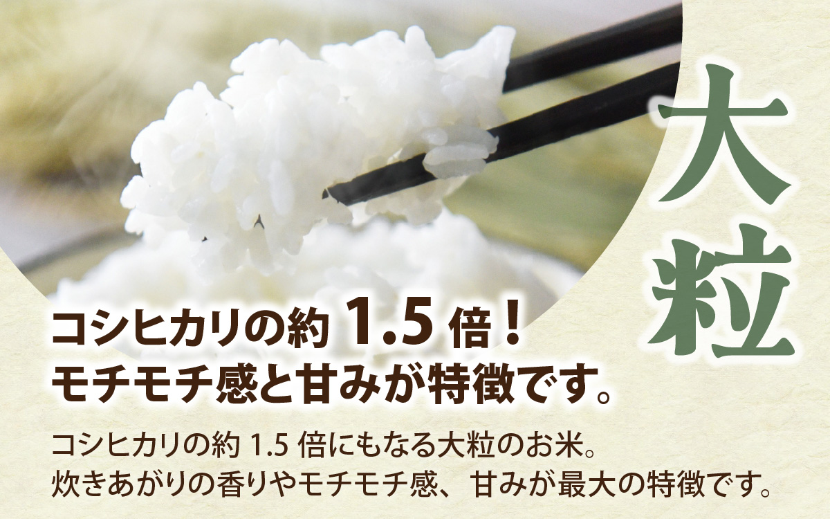 富山県滑川市産　弱アルカリ性米　「ピロール農法米　いのちの壱」精米5kg【2025年10月中旬より順次発送】 / 産地直送 袋 ブランド米 お米 米 ご飯 ごはん 富山 滑川市 アグリめぐみ 頒布会 農家直送 おこめ