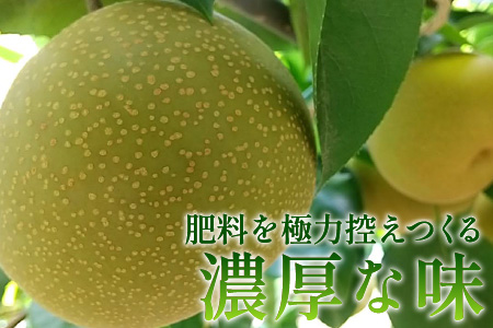 【先行予約】梨（幸水）※2025年8月下旬以降順次発送予定