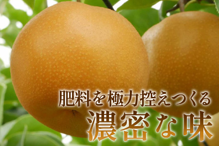 【先行予約】梨（豊水）※2025年9月上旬以降順次発送予定