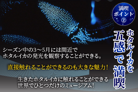 ほたるいかミュージアム入館券4枚 ホタルイカの神秘の光を体験！