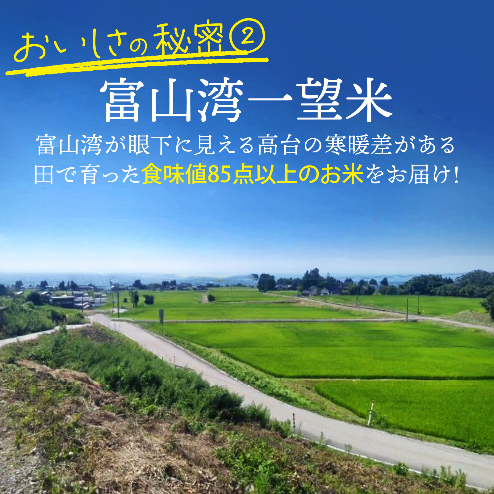 【先行予約】新米 富山湾一望米　コシヒカリ 精米 【容量5kg】【2025年10月より順次発送】