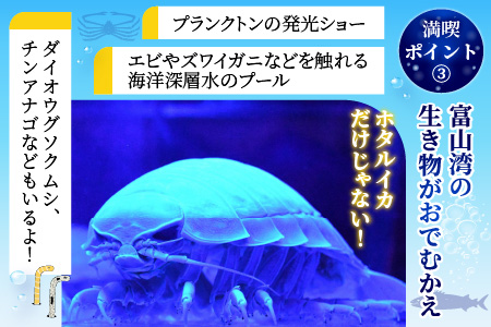 ほたるいかミュージアム入館券4枚 ホタルイカの神秘の光を体験！