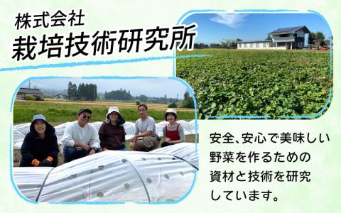 【先行】【訳あり】サツマイモ（紅はるか）サイズ不揃いの訳あり（M～2L）約6kg ※2026年1月以降順次発送予定