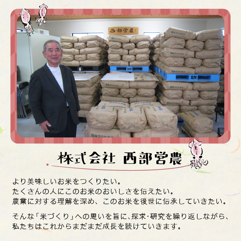 【訳あり】ほたるいか米（精米20kg）×12回 計240kg【12ヶ月定期便】【訳あり 米 コシヒカリ こしひかり ほたるいか ホタルイカ お米 ブランド米 富山 滑川】[O-021004]
