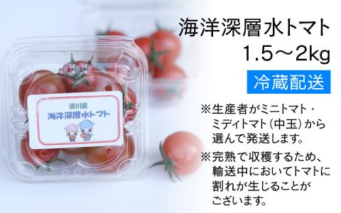 【期間限定】海洋深層水トマト【先行予約】/ ミニトマト ミディトマト 海洋 深層水 ミネラル 1.5kg 2kg 甘い 大容量 たっぷり