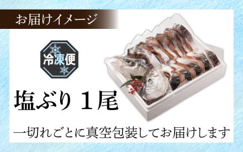 【先行予約】塩ぶり　1尾【期間限定】 カネツル砂子商店