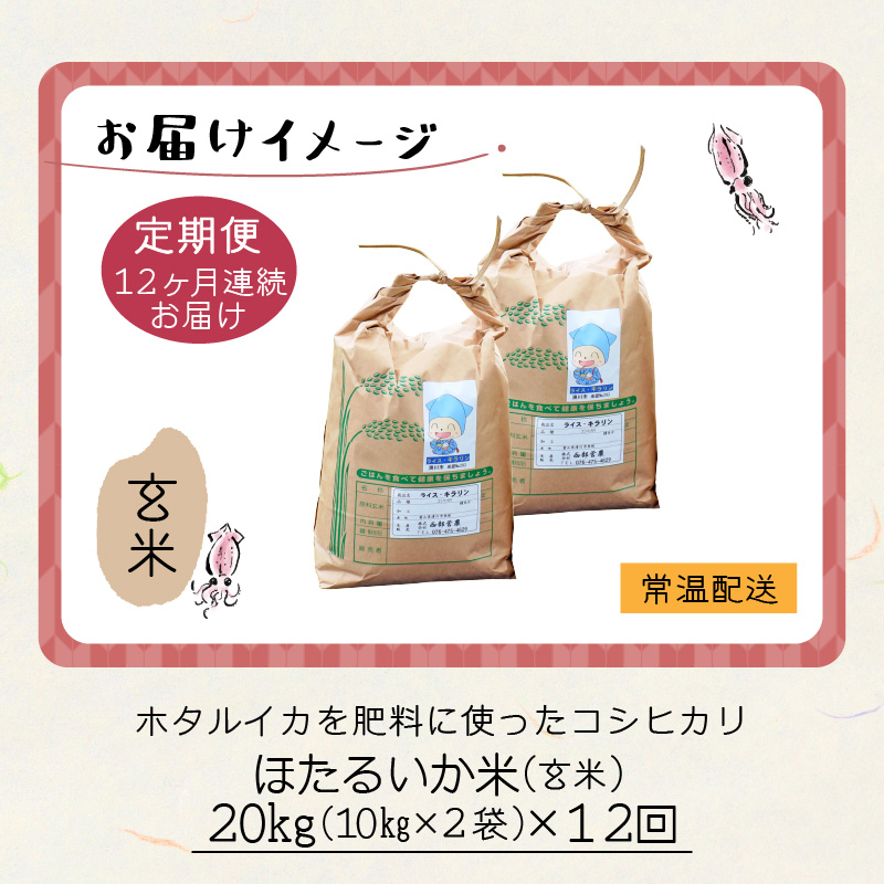 【訳あり】ほたるいか米（玄米20kg）×12回 計240kg【12ヶ月定期便】【訳あり 米 コシヒカリ こしひかり ほたるいか ホタルイカ お米 ブランド米 富山 滑川】[O-021002]