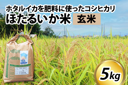【訳あり】ほたるいか米（玄米５kg）【通年発送】 　ホタルイカを肥料に使ったコシヒカリ