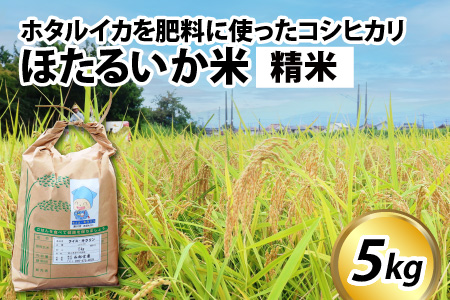 【訳あり】ほたるいか米（精米５kg）【通年発送】 　ホタルイカを肥料に使ったコシヒカリ