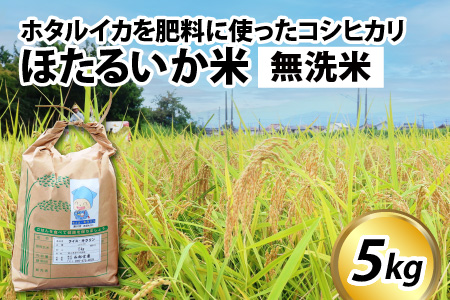 【訳あり】ほたるいか米（無洗米５kg）【通年発送】 　ホタルイカを肥料に使ったコシヒカリ