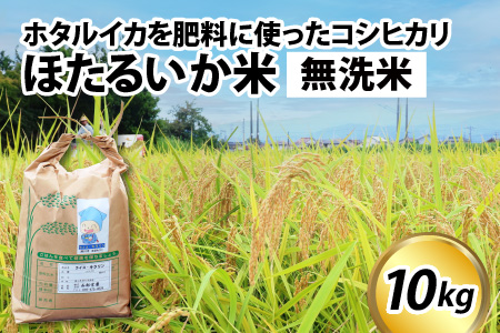 【訳あり】ほたるいか米（無洗米10kg）【通年発送】　ホタルイカを肥料に使ったコシヒカリ