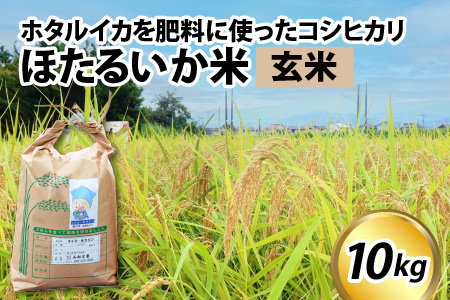 【訳あり】ほたるいか米（玄米10kg）【通年発送】 　ホタルイカを肥料に使ったコシヒカリ