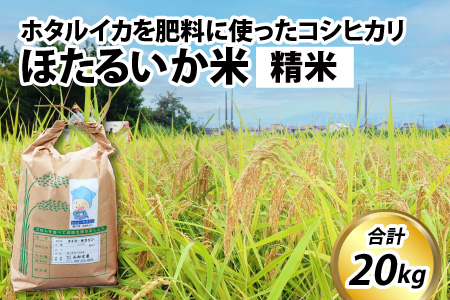 【訳あり】ほたるいか米（精米20kg）【通年発送】　ホタルイカを肥料に使ったコシヒカリ