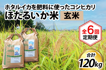 【新米】ほたるいか米（玄米20kg）×6回 計120kg【6ヶ月定期便】