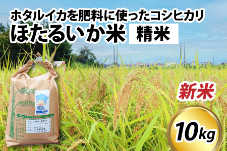 【新米】ほたるいか米（新米/精米１０kg）