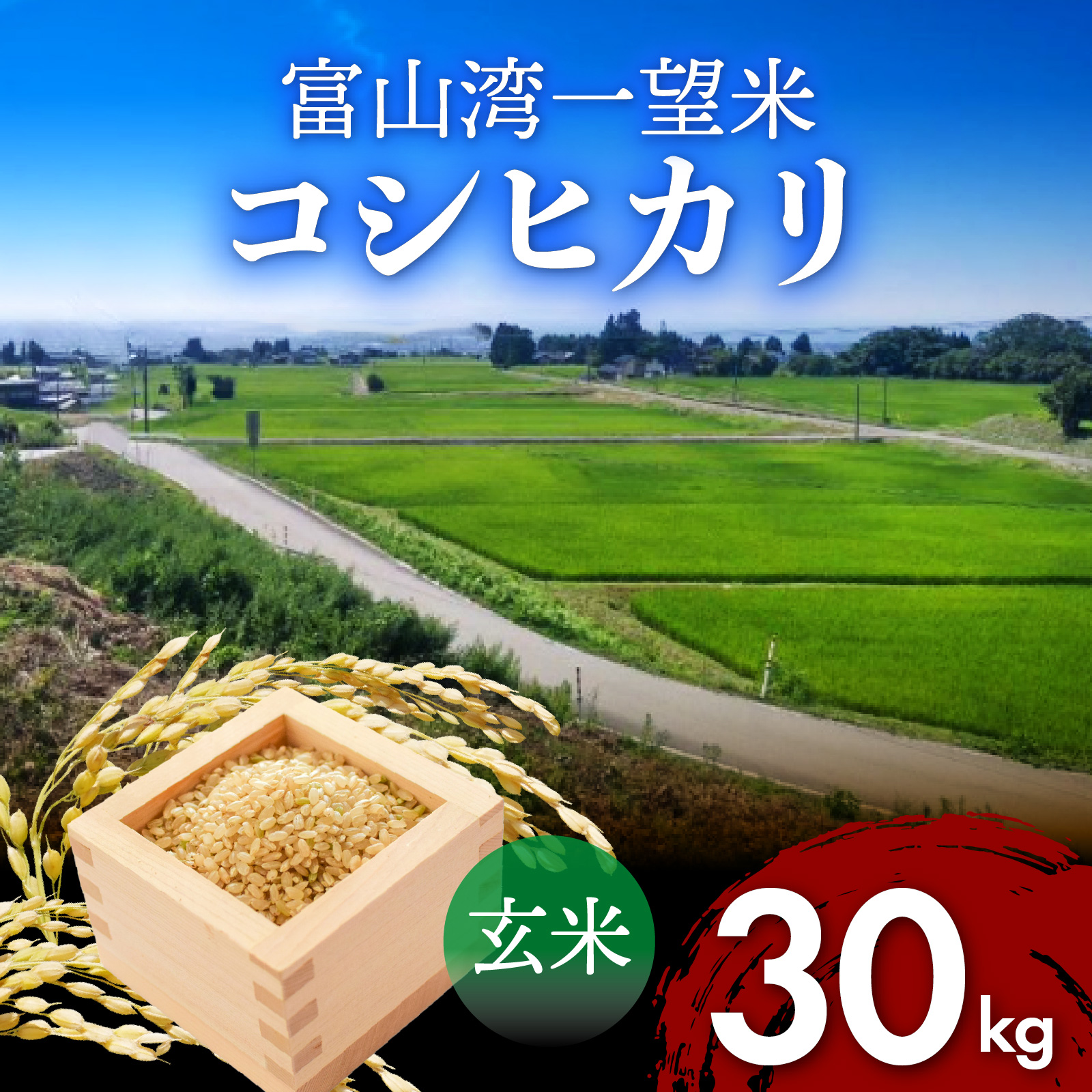 【先行予約】新米 富山湾一望米　コシヒカリ 玄米 【容量30kg】【2025年10月より順次発送】