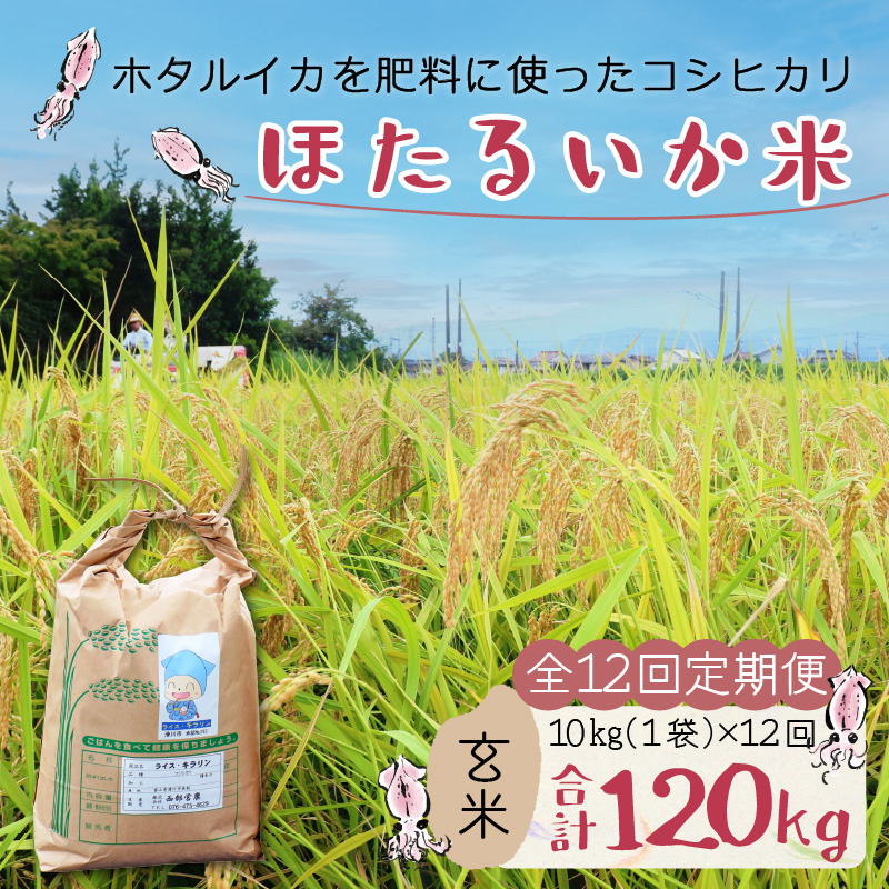 【訳あり】ほたるいか米（玄米10kg）×12回 計120kg【12ヶ月定期便】【訳あり 米 コシヒカリ こしひかり ほたるいか ホタルイカ お米 ブランド米 富山 滑川】[O-021001]