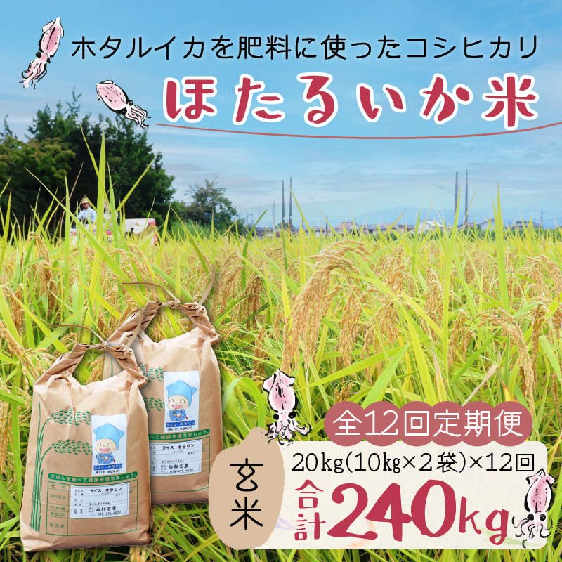 【訳あり】ほたるいか米（玄米20kg）×12回 計240kg【12ヶ月定期便】【訳あり 米 コシヒカリ こしひかり ほたるいか ホタルイカ お米 ブランド米 富山 滑川】[O-021002]