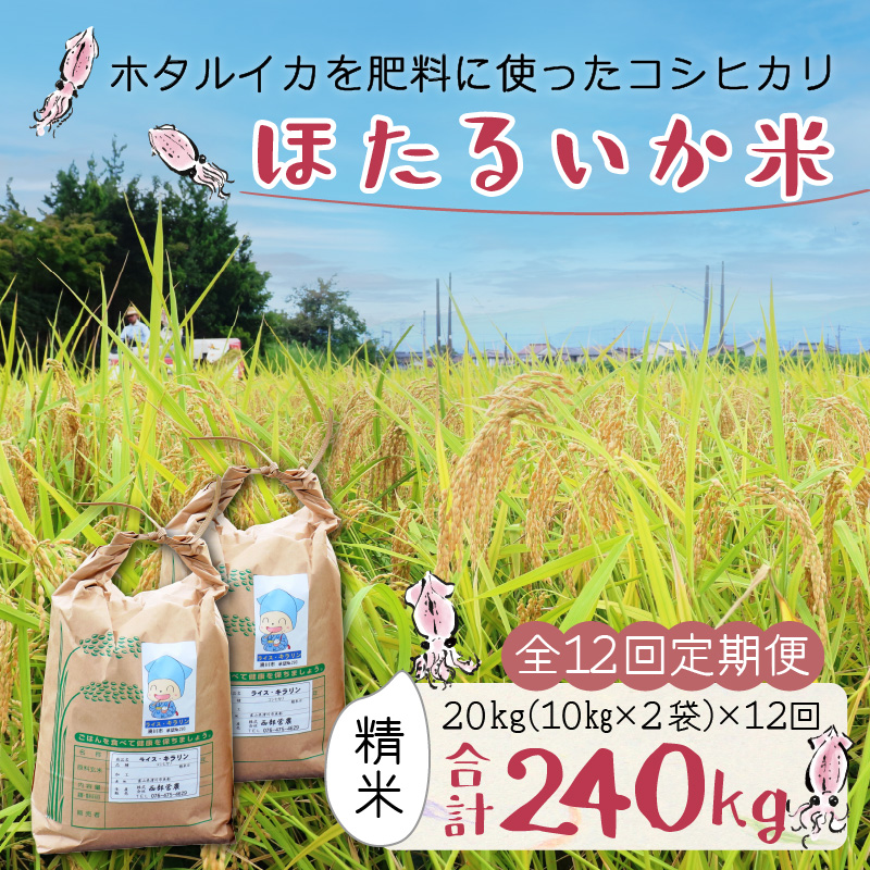 【訳あり】ほたるいか米（精米20kg）×12回 計240kg【12ヶ月定期便】【訳あり 米 コシヒカリ こしひかり ほたるいか ホタルイカ お米 ブランド米 富山 滑川】[O-021004]