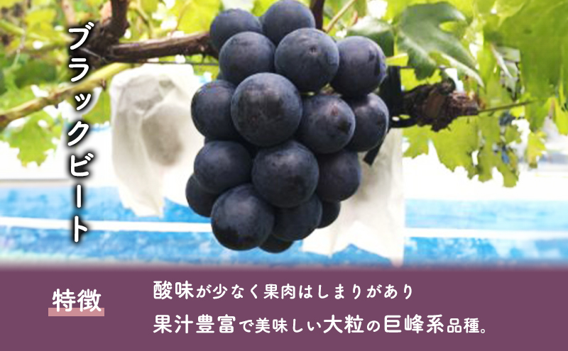 ジェラート 「ぶどうのソルベ」6個入り/アイス シャーベット デザート ブドウ フルーツ 小分け /富山県黒部市
