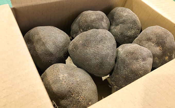 【黒部市特産品！】黒部丸いも 約2.5kg/富山県黒部市