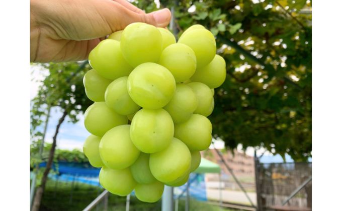 無添加 干しぶどう シャインマスカット 40g×2袋 期間限定 国産 レーズン ドライフルーツ 砂糖不使用