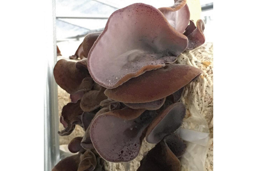 富山ブラックつくだに（生きくらげの佃煮ピリ辛）ピリ辛でうまい！/くろべの太陽/富山県 黒部市