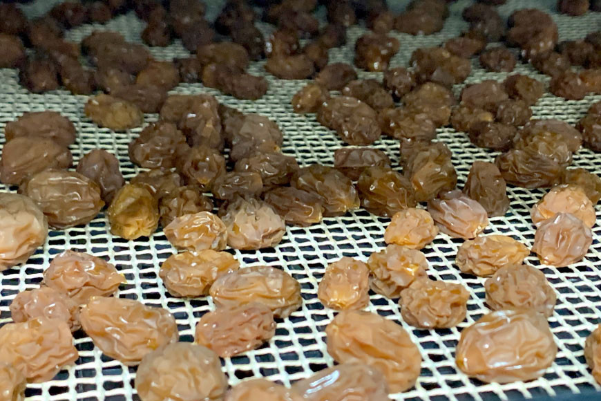 無添加 干しぶどう シャインマスカット 40g×1袋 期間限定 国産 レーズン ドライフルーツ 砂糖不使用