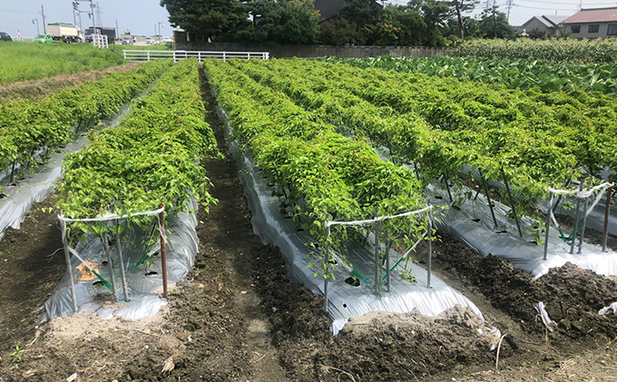 【黒部市特産品！】黒部丸いも 約2.5kg/富山県黒部市