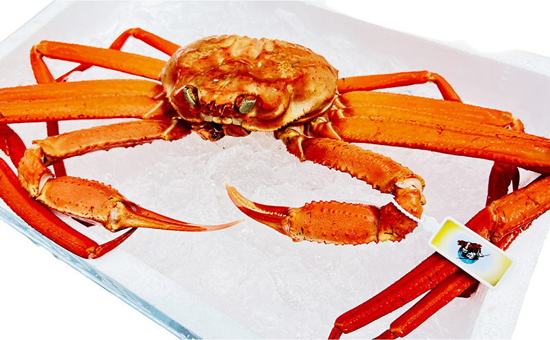 厳選! 高志の紅ガニ 富山湾産タグ付き特大紅ズワイガニ 1kg以上