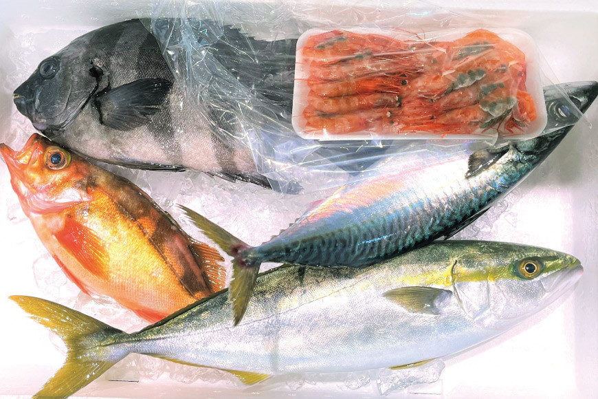 魚 富山湾直送 とれたて鮮魚セット 約1.5～2.5kg 旬 新鮮 鮮魚 詰め合わせ 産地直送 冷蔵/くろべ漁業協同組合 魚の駅「生地」/富山県 黒部市