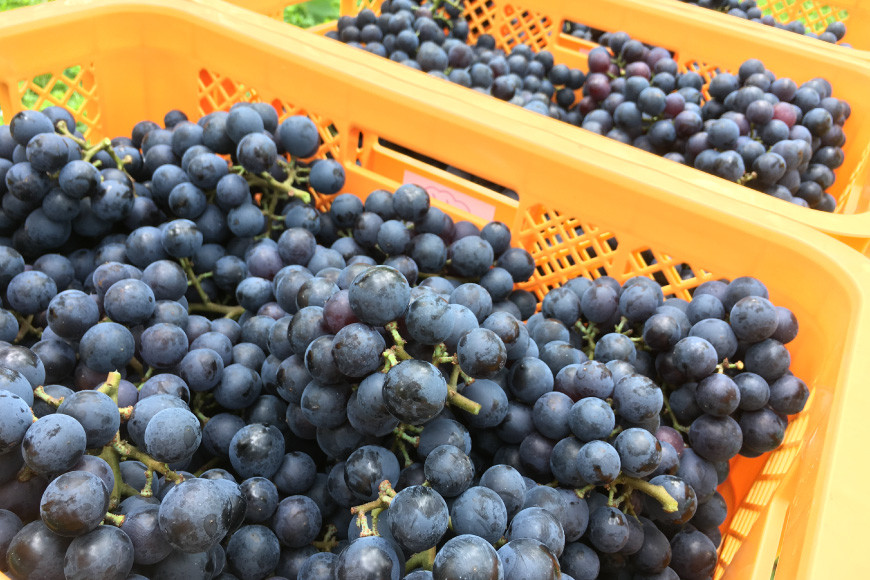 無添加 干しぶどう ボッサの干しぶどう 40g×1袋 マスカットベーリーA（種あり）国産 レーズン ドライフルーツ 砂糖不使用