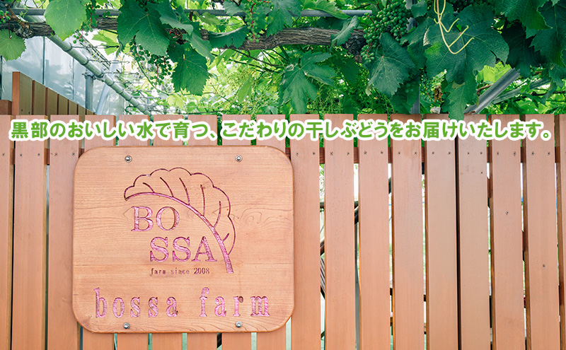 無添加 干しぶどう 合計10袋/ マスカットベーリーA（種あり）5袋＆干しぶどう シャインマスカット5袋/期間限定 国産 レーズン ドライフルーツ 砂糖不使用