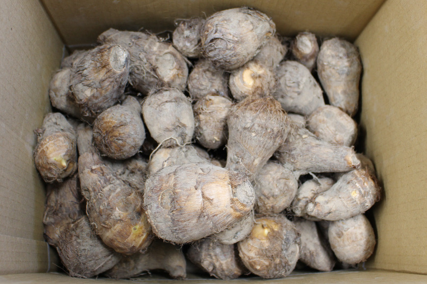 富山県産 里芋 3kg/くろべの太陽/富山県 黒部市