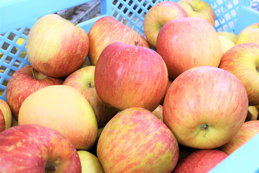 加積りんごパイ 15個入 焼き菓子 アップルパイ 個包装 スイーツ/昌栄堂/富山県 黒部市