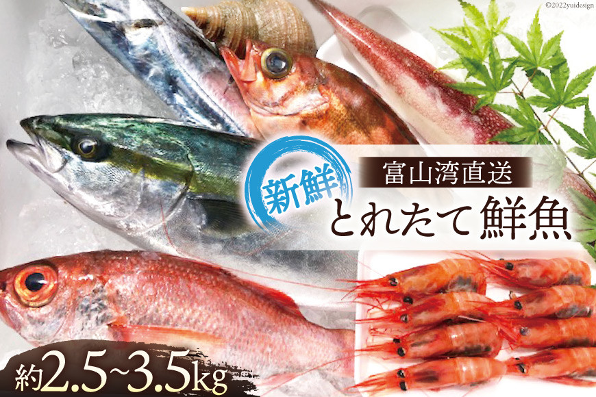 魚 富山湾直送 とれたて鮮魚セット 約2.5～3.5kg 旬 新鮮 鮮魚 詰め合わせ 産地直送 冷蔵/くろべ漁業協同組合 魚の駅「生地」/富山県 黒部市