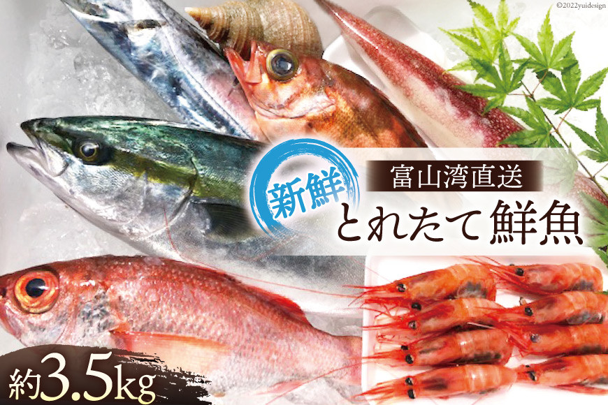 魚 富山湾直送 とれたて鮮魚セット 約3.5kg 旬 新鮮 鮮魚 詰め合わせ 産地直送 冷蔵/くろべ漁業協同組合 魚の駅「生地」/富山県 黒部市