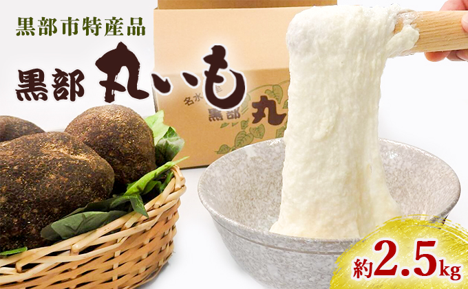 【黒部市特産品！】黒部丸いも 約2.5kg/富山県黒部市