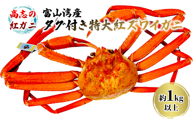 厳選! 高志の紅ガニ 富山湾産タグ付き特大紅ズワイガニ 1kg以上 富山県黒部市/ カニ 贈答 自分にご褒美 漁師直販 恵比須丸
