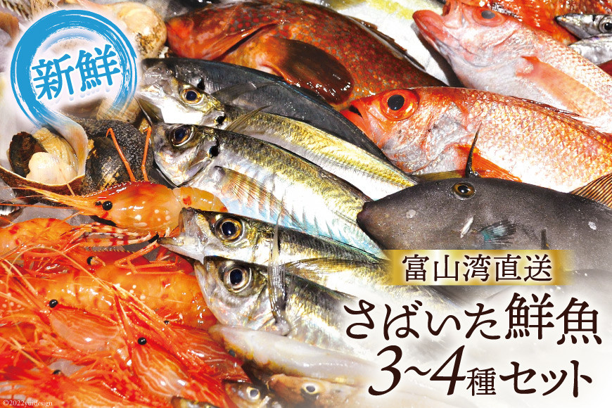 魚 富山湾直送 さばいた鮮魚セット 3～4種 旬 新鮮 鮮魚 刺身 詰め合わせ 産地直送 冷蔵/くろべ漁業協同組合 魚の駅「生地」/富山県 黒部市