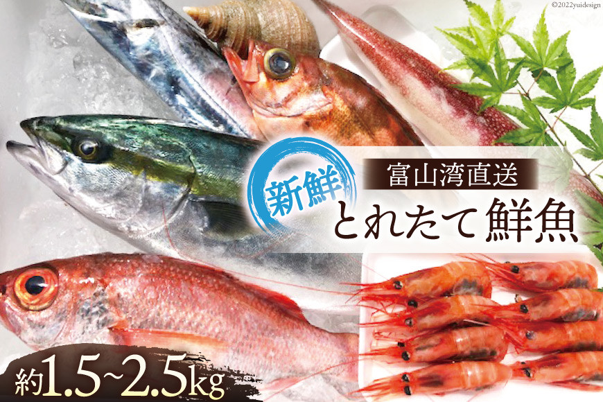 魚 富山湾直送 とれたて鮮魚セット 約1.5～2.5kg 旬 新鮮 鮮魚 詰め合わせ 産地直送 冷蔵/くろべ漁業協同組合 魚の駅「生地」/富山県 黒部市