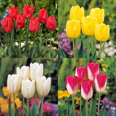 チューリップ球根(20球)