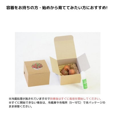 【1月発送】冬咲きチューリップ水耕栽培キット(チューリップ水耕栽培キット)